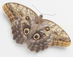Owl Butterfly